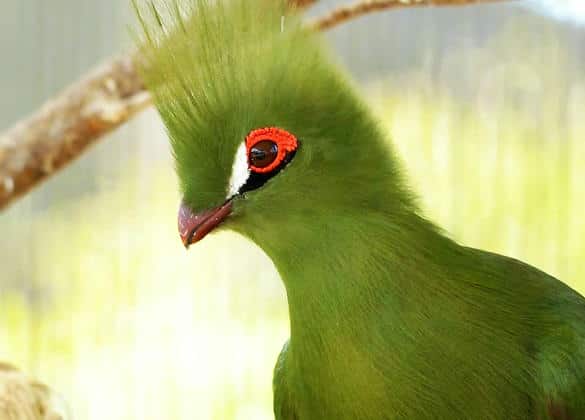 動物図鑑・ギニアエボシドリ